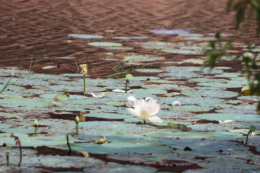 a white flower floating on top of a body of water