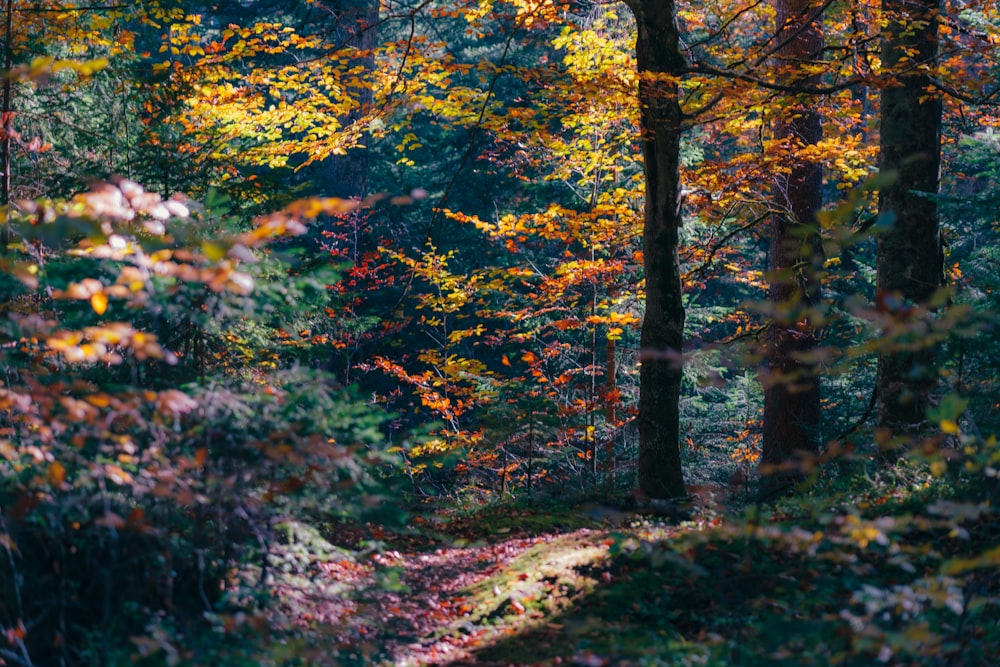 a path through a forest with lots of trees