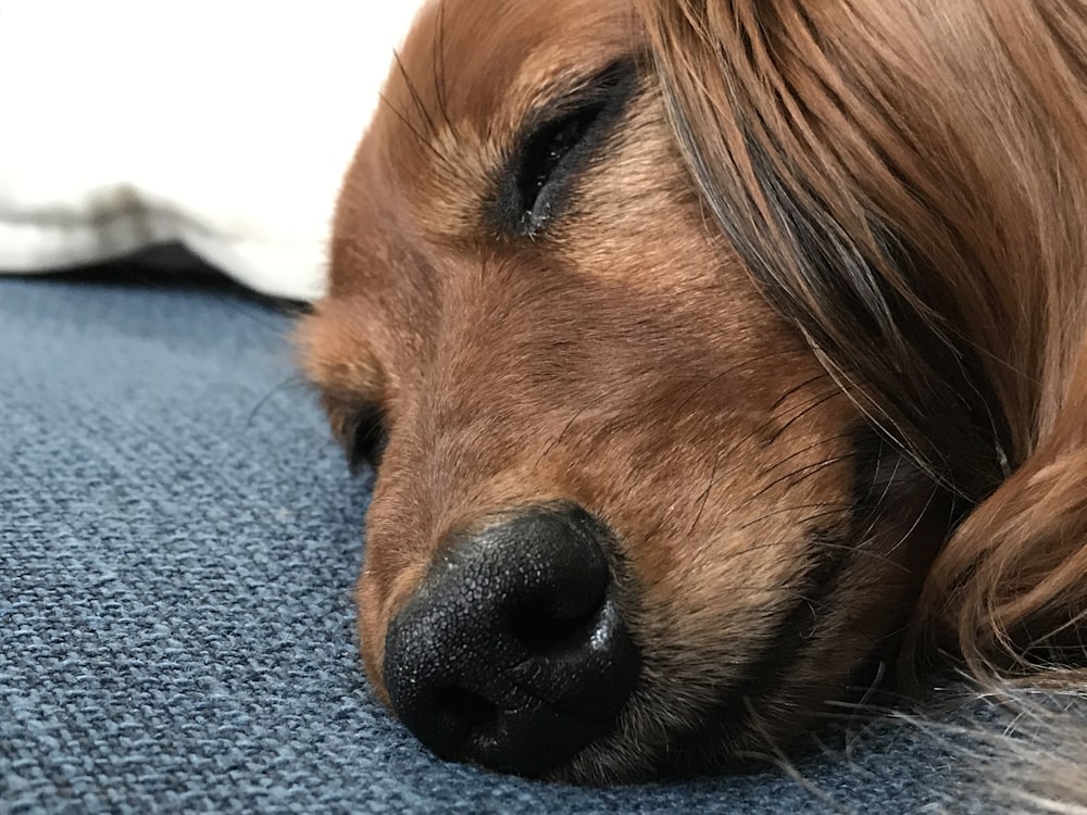 a close up of a dog sleeping on a couch