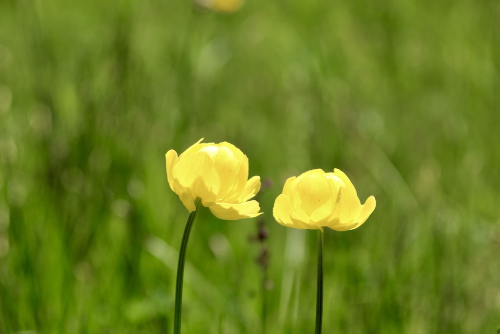 two yellow flowers in a field of green grass