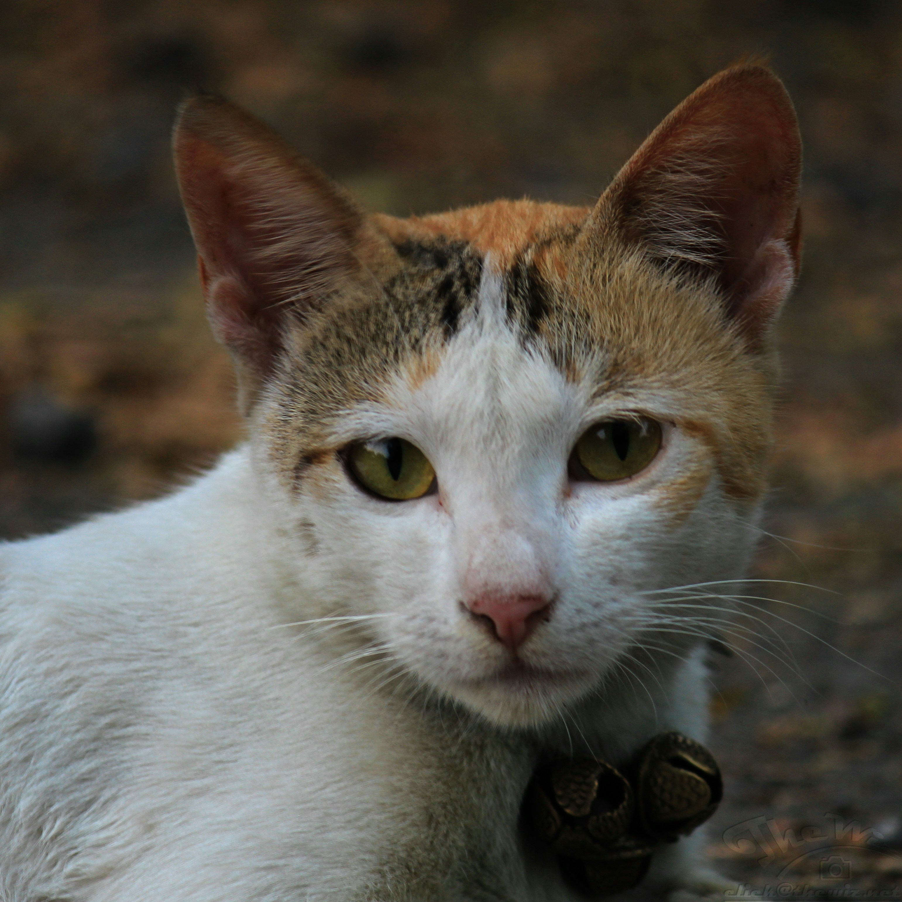 Photo by solegaonkar