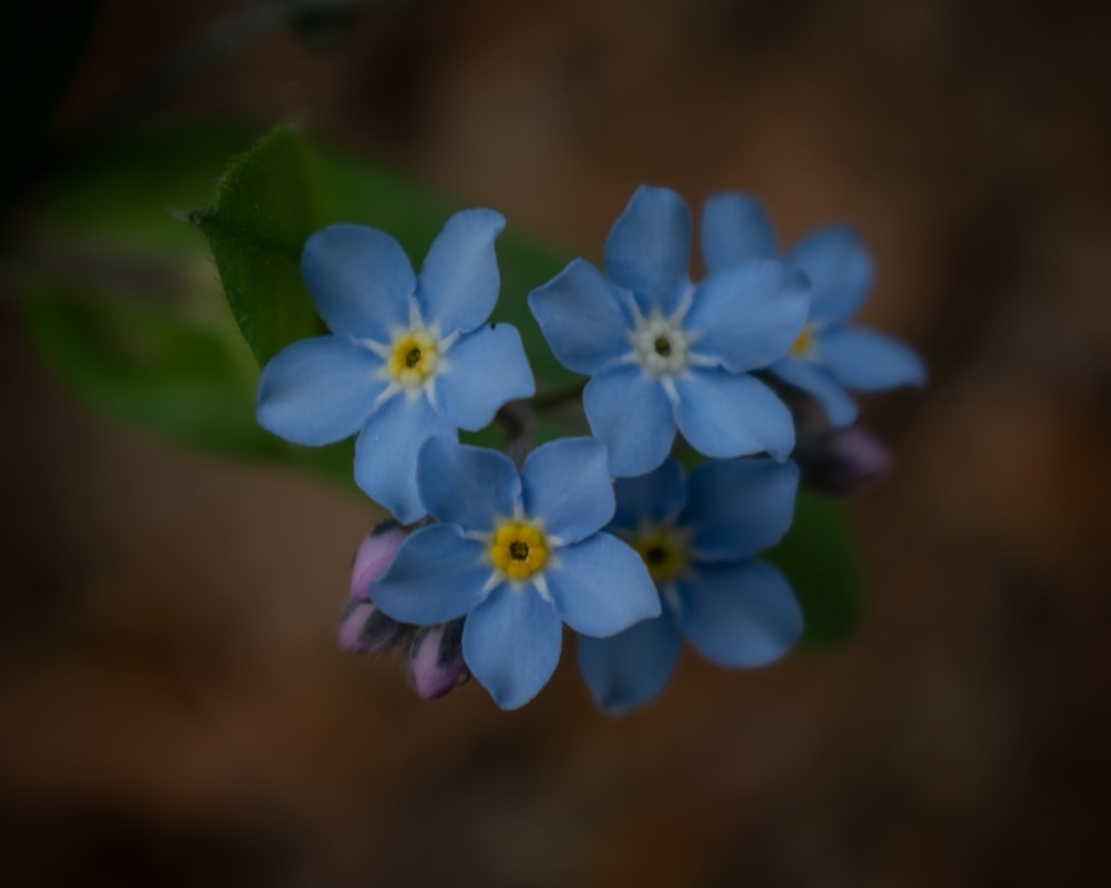 Forget Me Not Flowers Pictures  Download Free Images on Unsplash