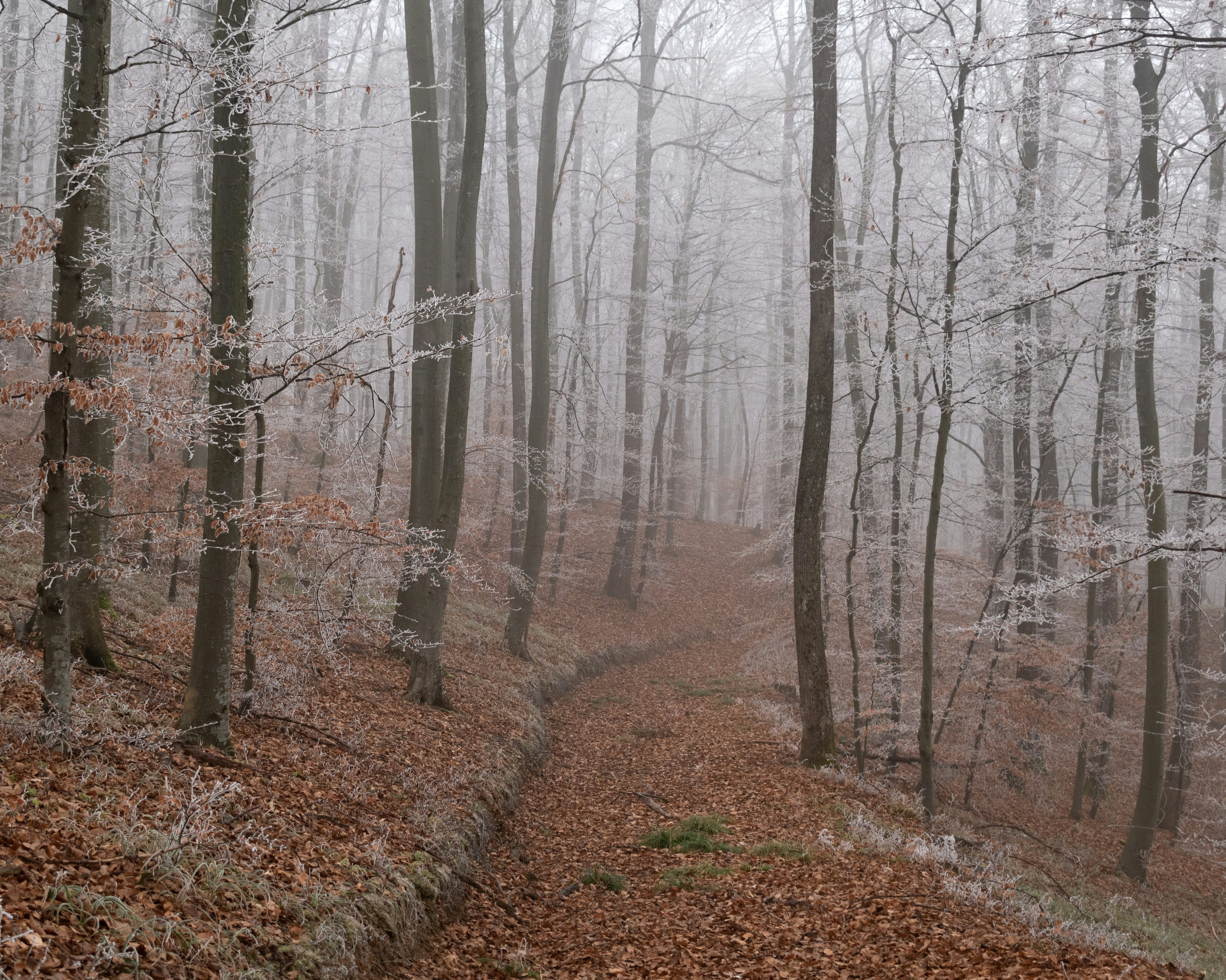 Photo by vjeblackbirdlion