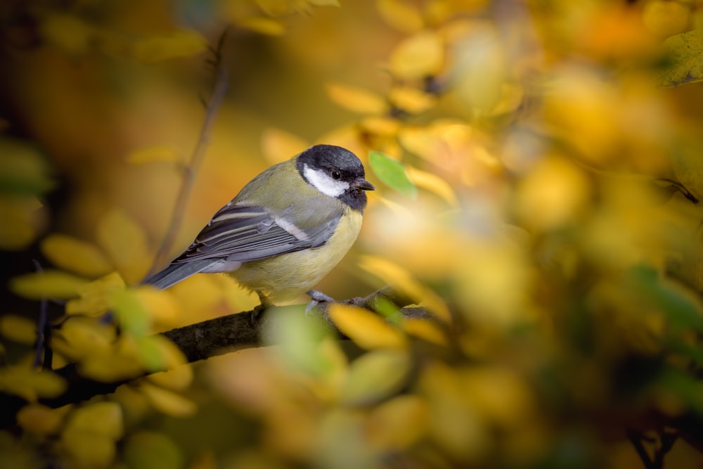 a small bird perched on a tree branch