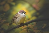 Close-up of an attentive bird perched calmly on a branch with soft earth-toned background.