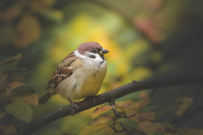Close-up of an attentive bird perched calmly on a branch with soft earth-toned background.