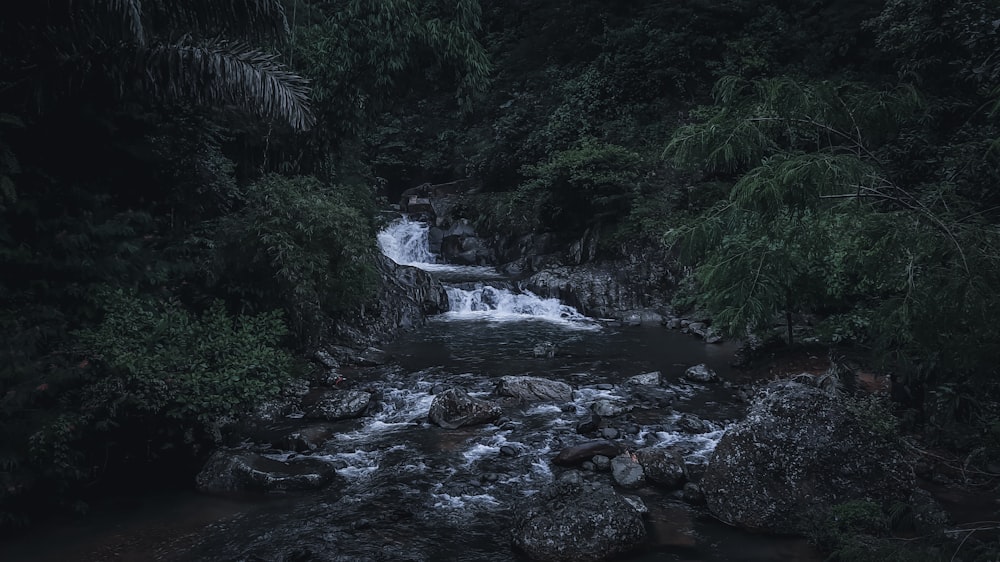 a stream running through a lush green forest