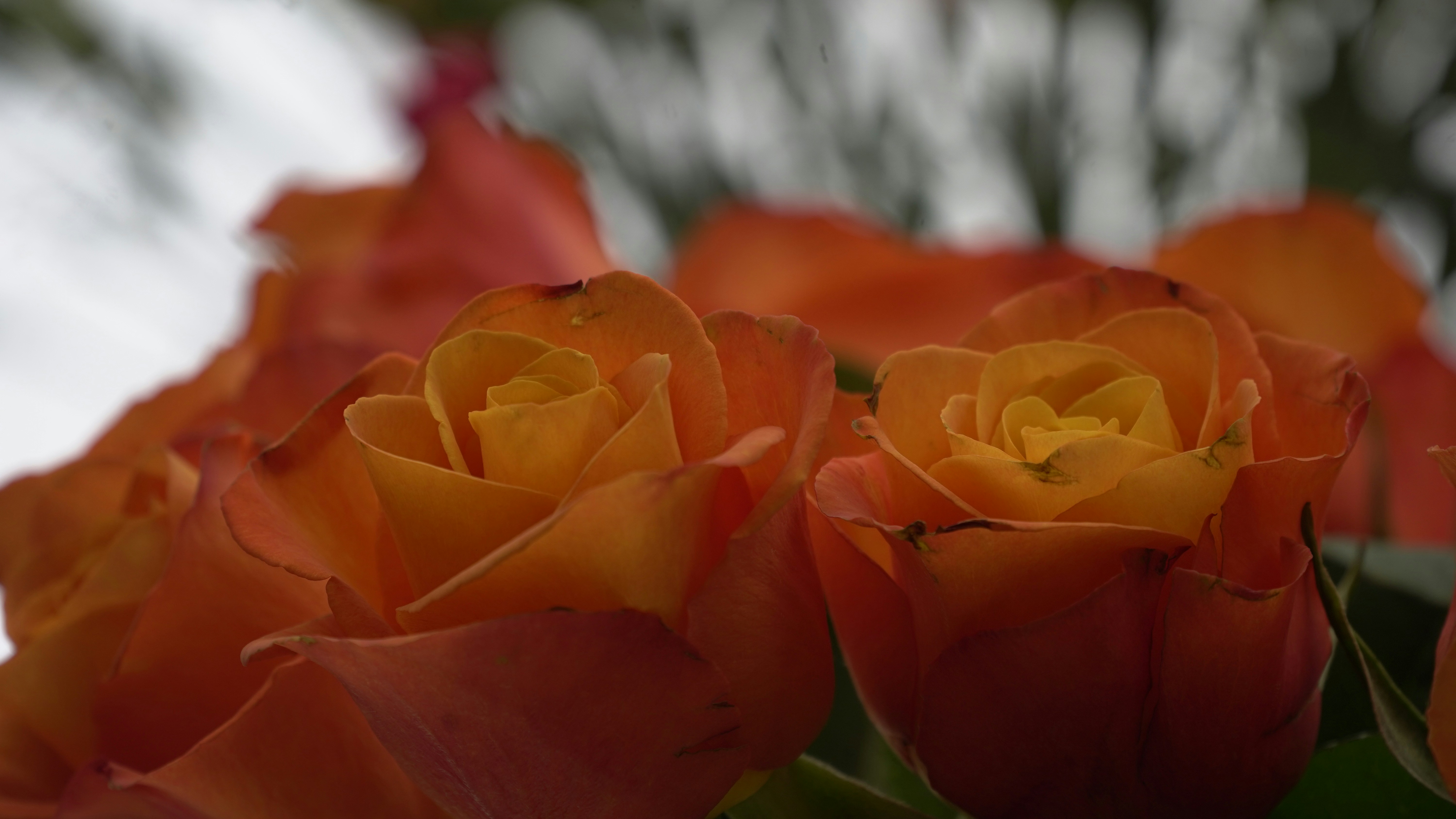 Photo by cashmereundsatin