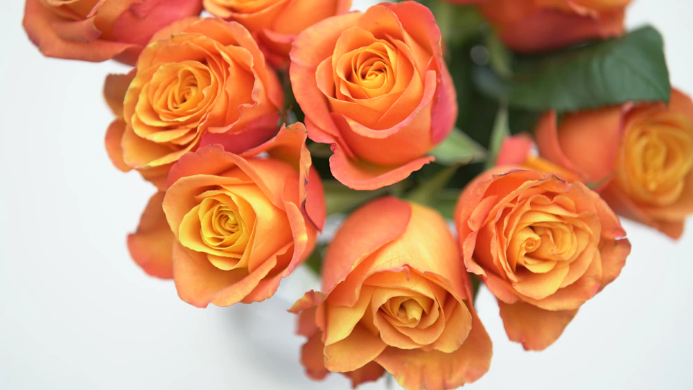 Bouquet of orange roses