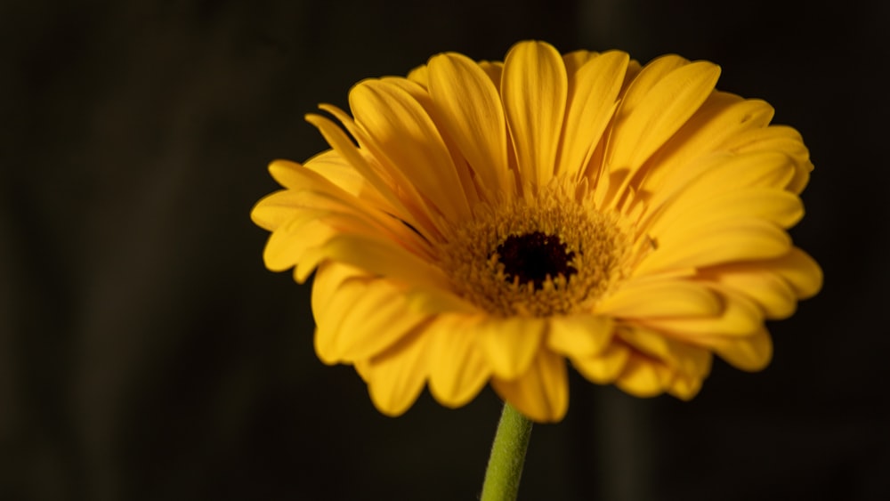 a close up of a yellow flower on a black background