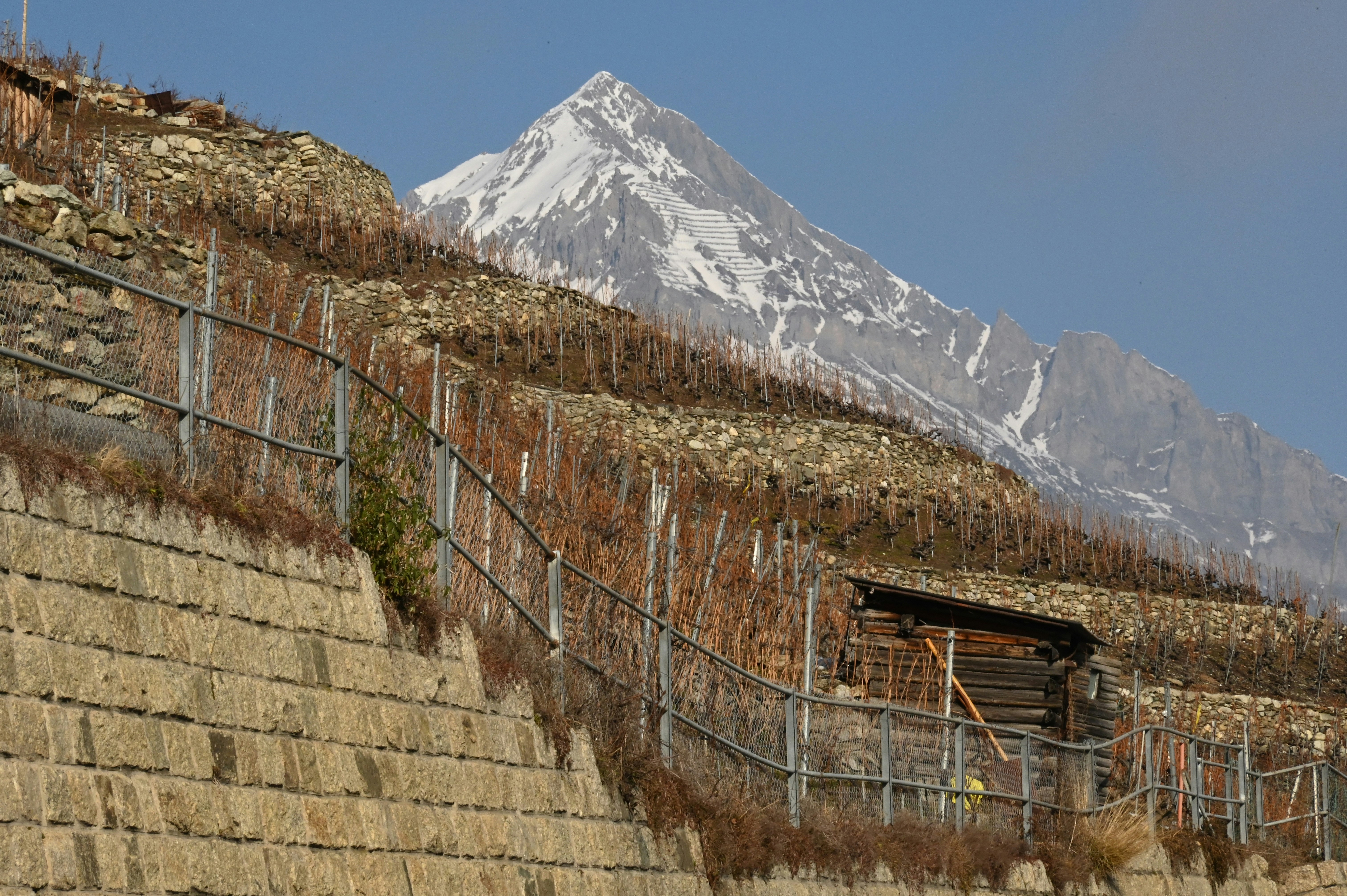 a view of a mountain with vines growing on it, Vineyard in Martigny (Swiss), right in the middle of the Alps