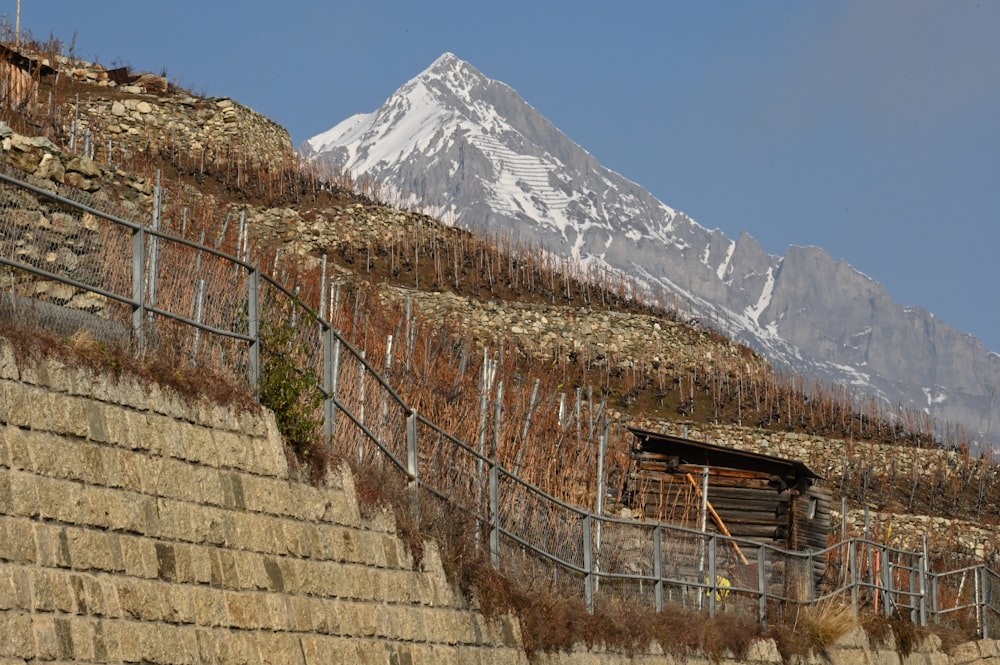 a view of a mountain with vines growing on it