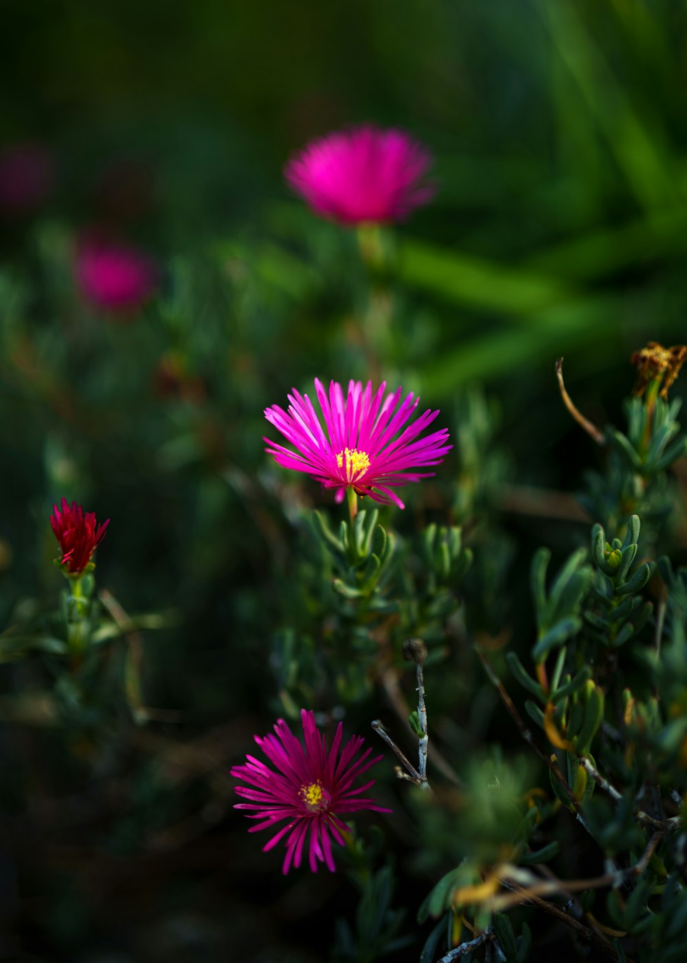 a group of pink flowers sitting on top of a lush green field