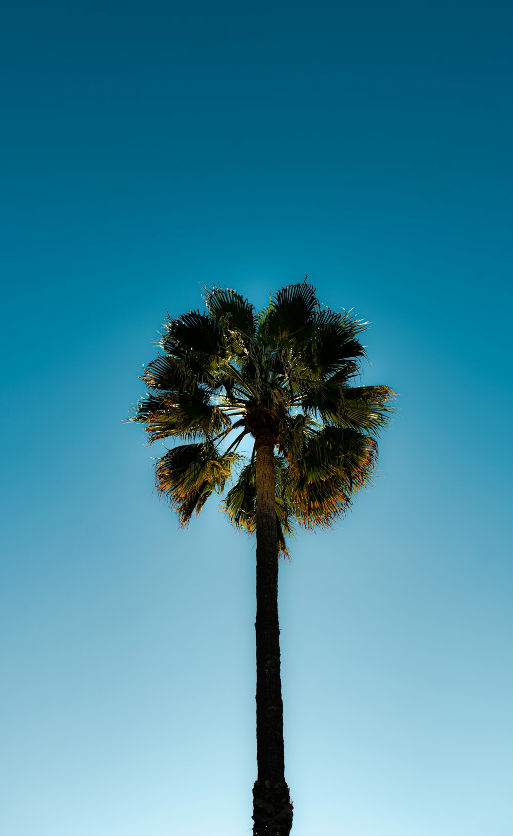 Eine hohe Palme mit blauem Himmel im Hintergrund