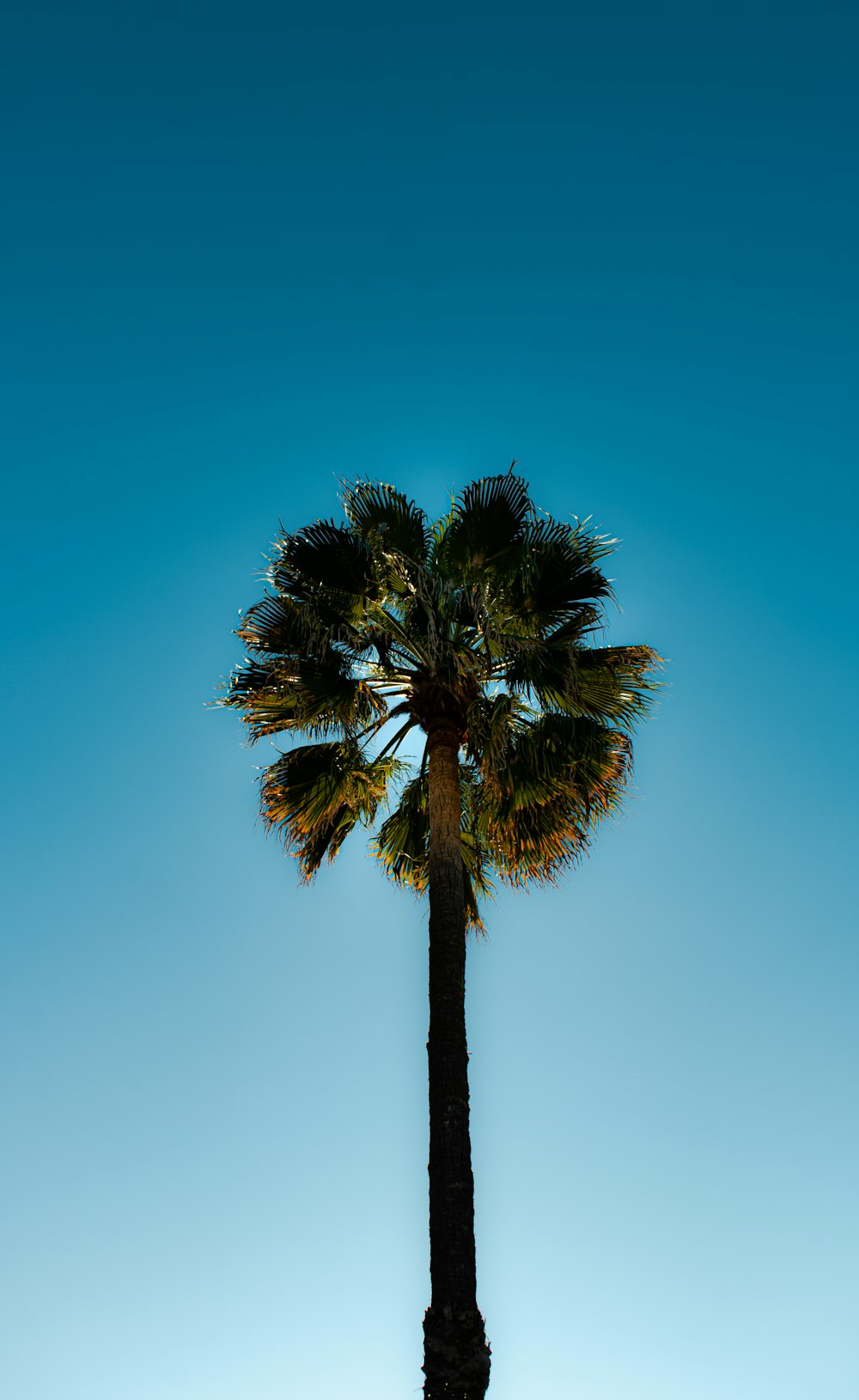 a tall palm tree with a blue sky in the background