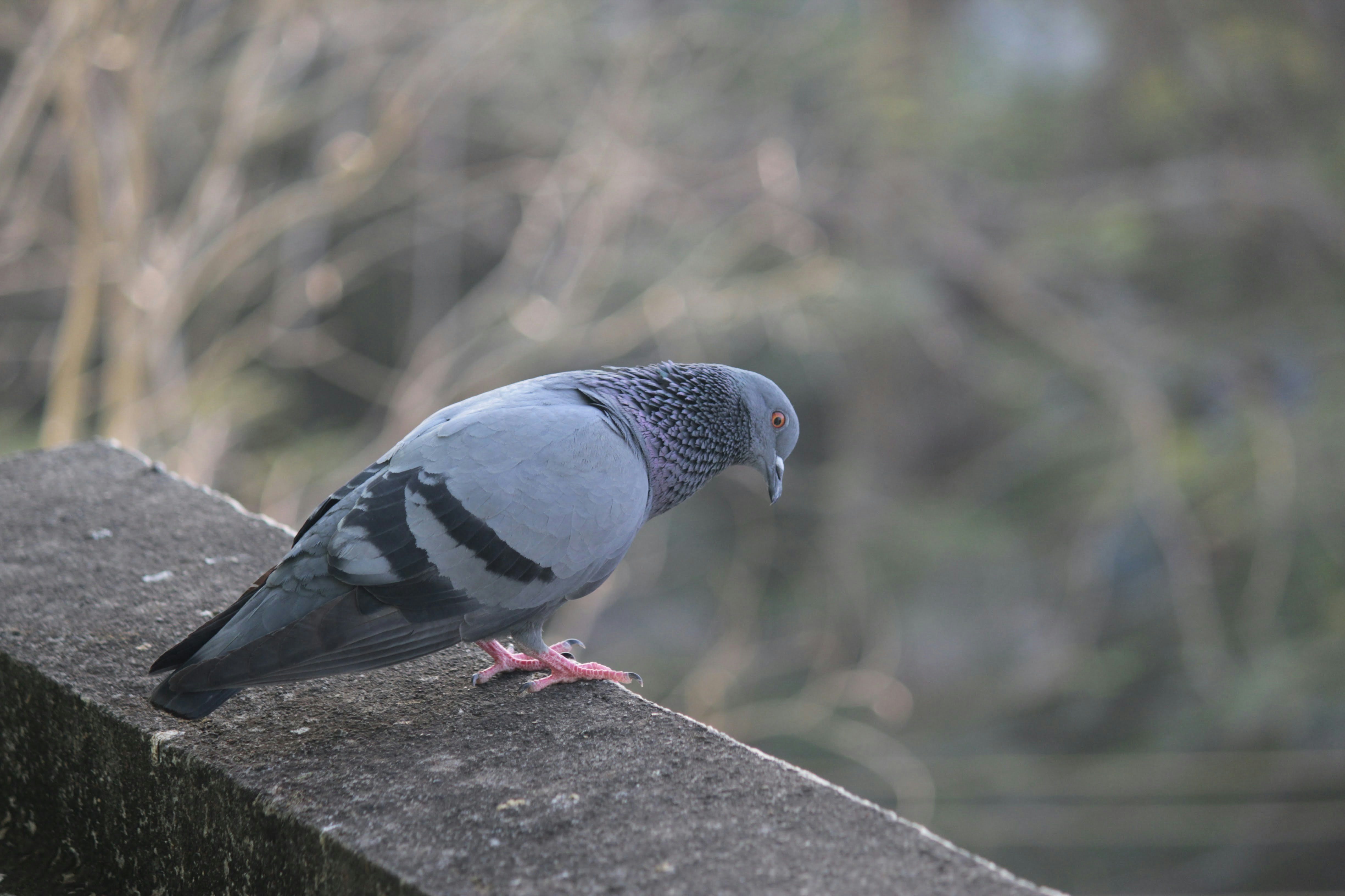 Photo by faraszameel