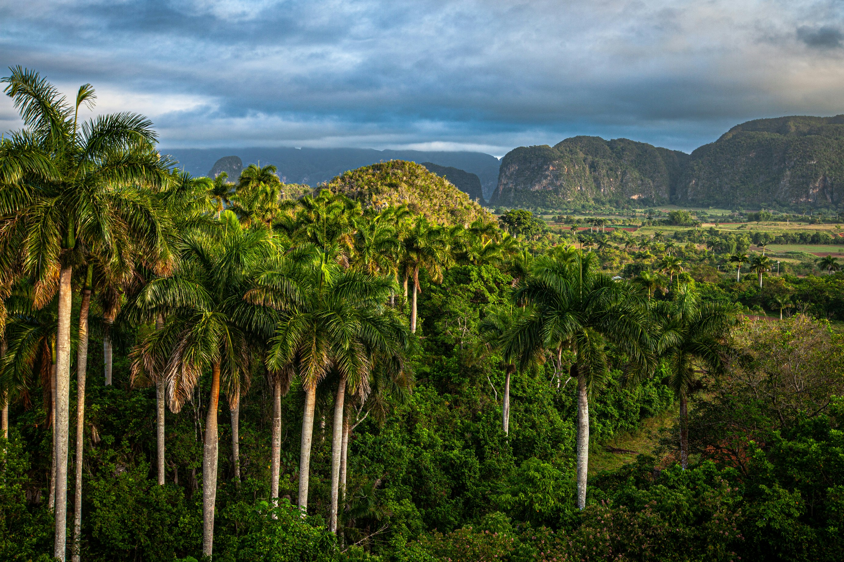 a tree with a mountain in the background, 