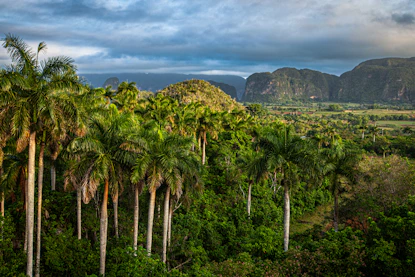 a tree with a mountain in the background