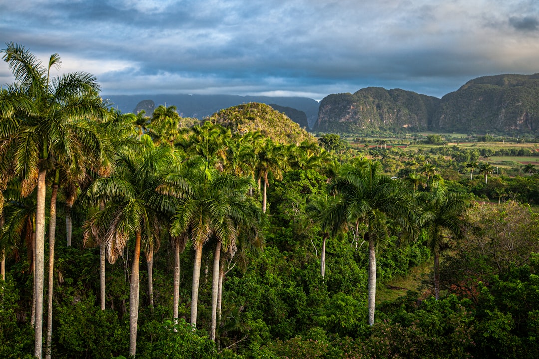 a tree with a mountain in the background,