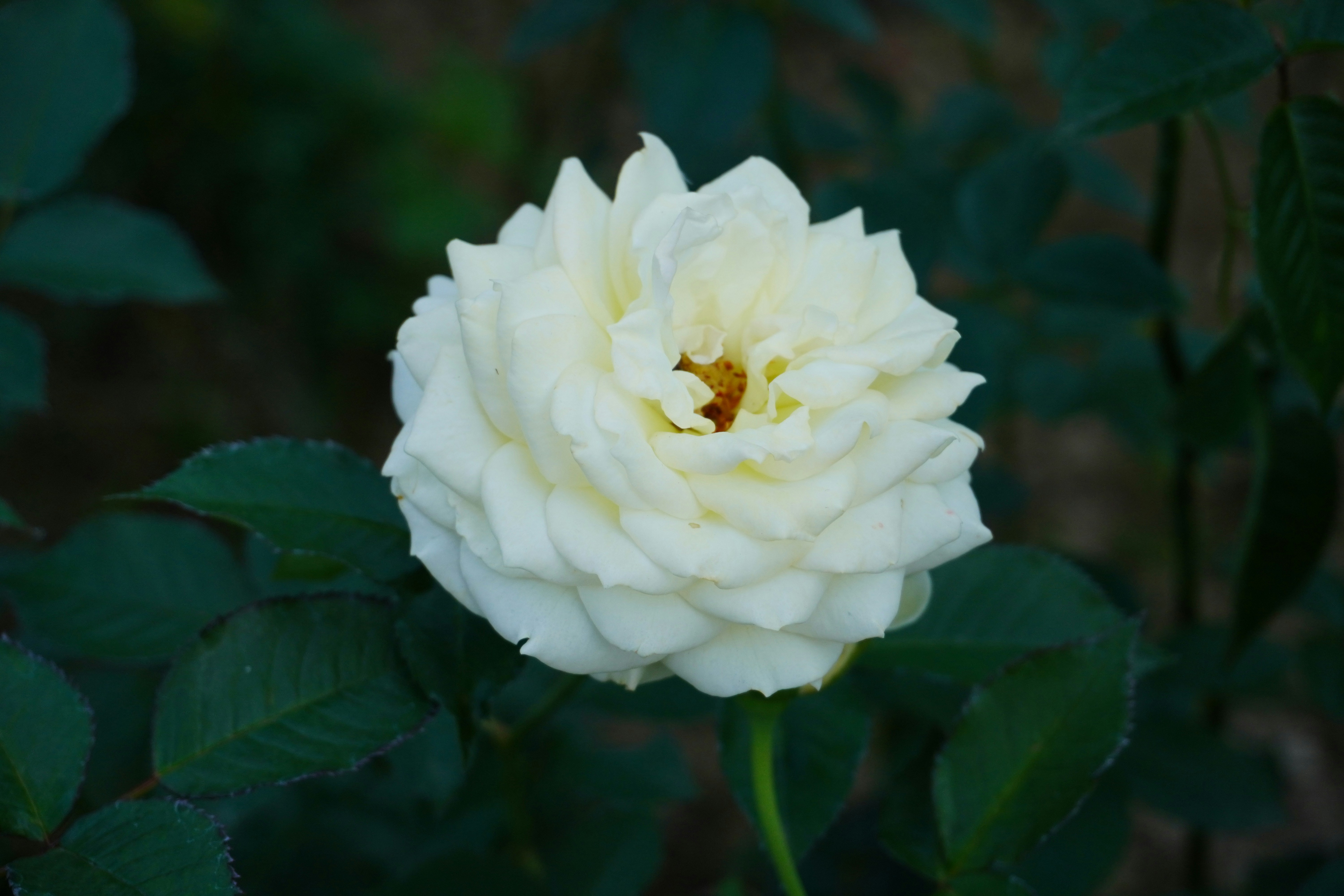 Photo by abdulkayum97