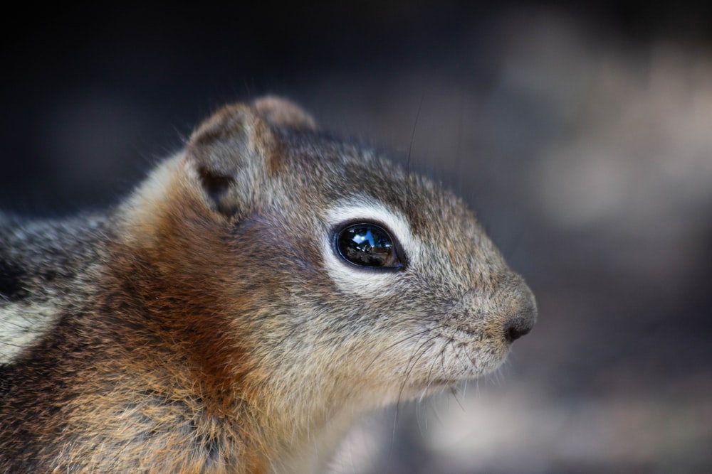 a close up of a squirrel's face with a blurry background