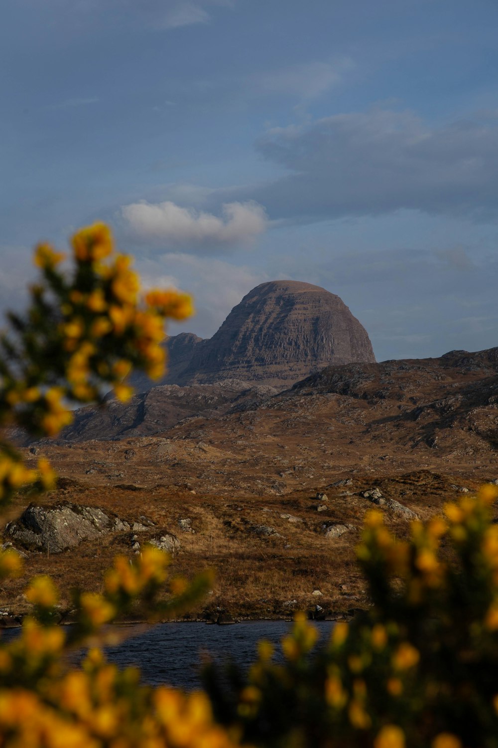 a view of a mountain with yellow flowers in the foreground
