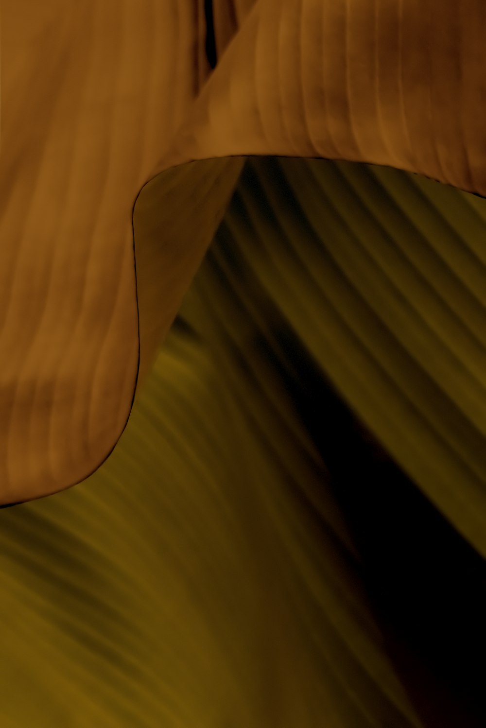 a close up of a banana leaf with a blurry background