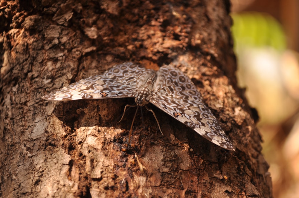 a moth is sitting on the bark of a tree