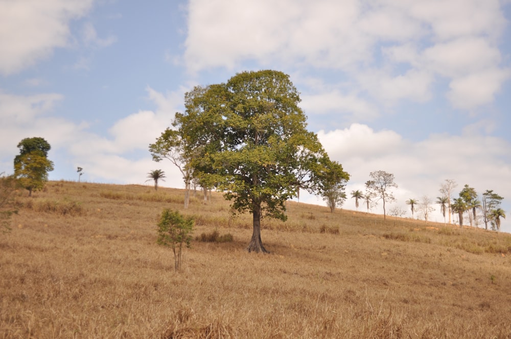 a lone tree on a grassy hill under a cloudy sky