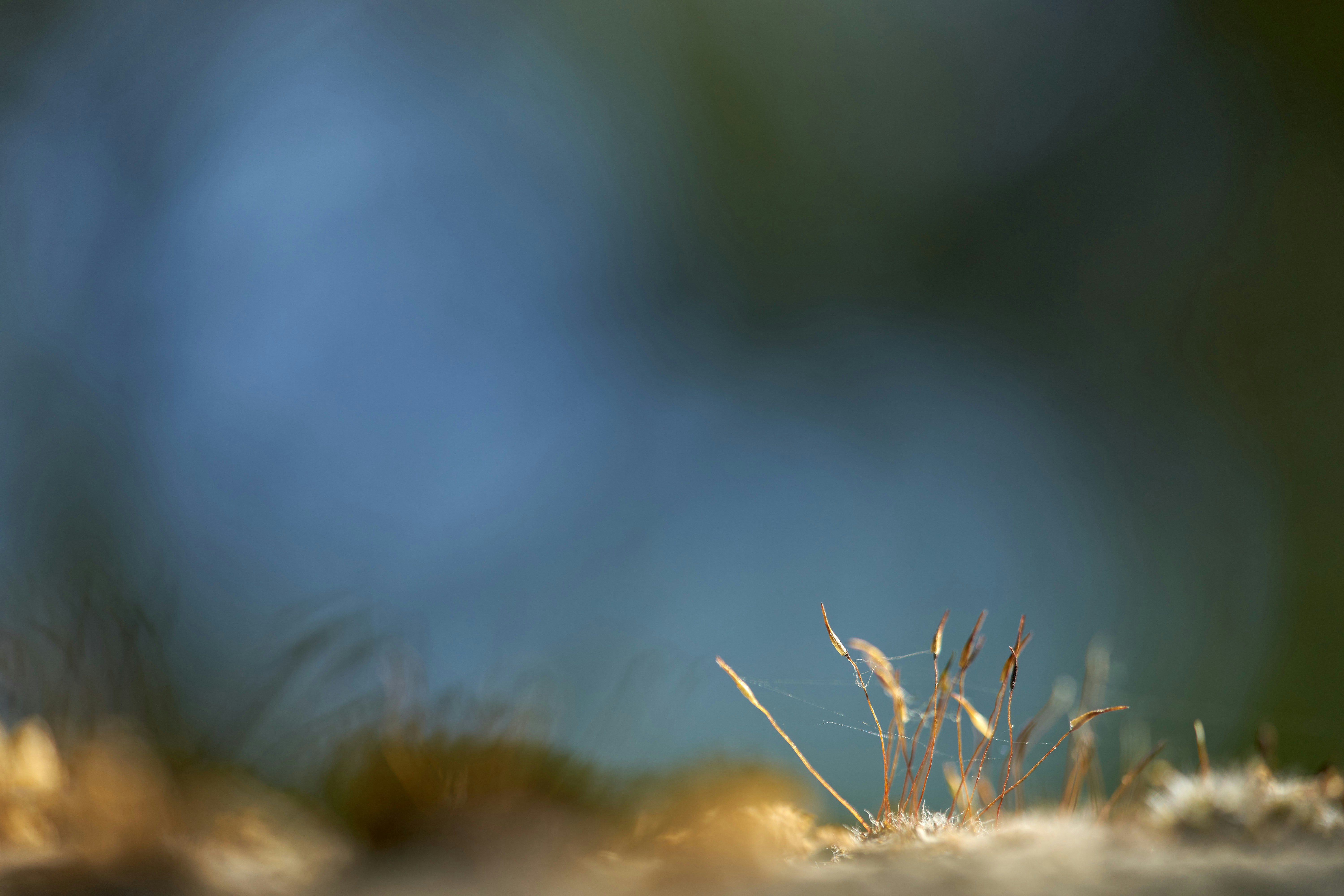 Photo by wolfgang_hasselmann