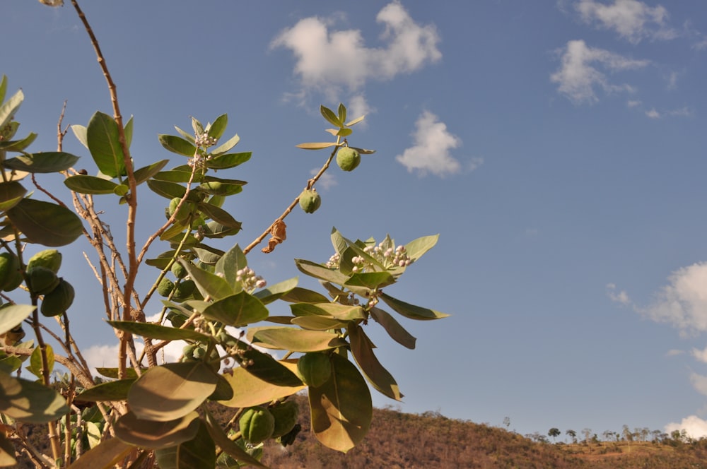 a tree with leaves and a sky in the background