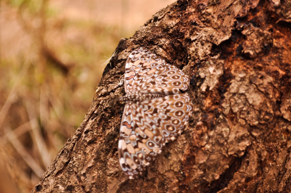 a blue and white butterfly sitting on top of a tree