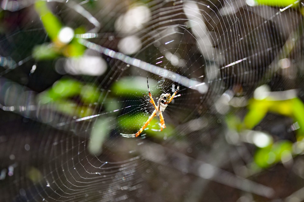 a close up of a spider on its web