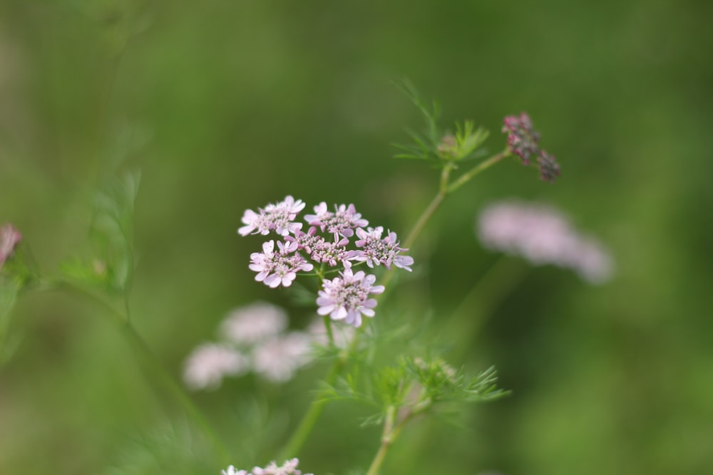 a close up of a flower with a blurry background