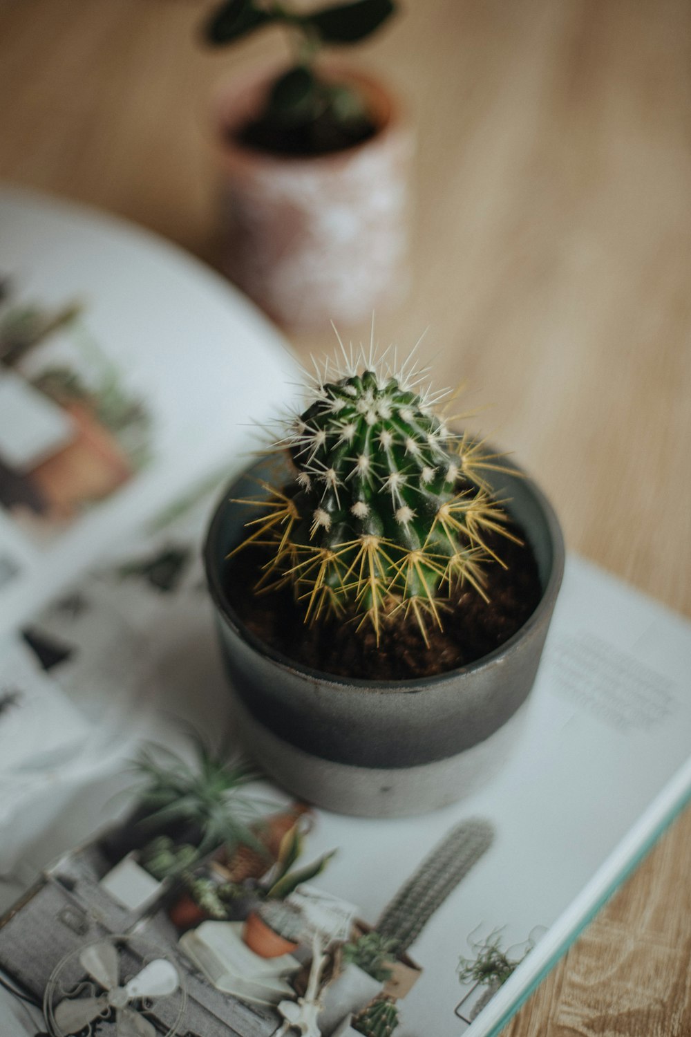 a small cactus sitting on top of a magazine