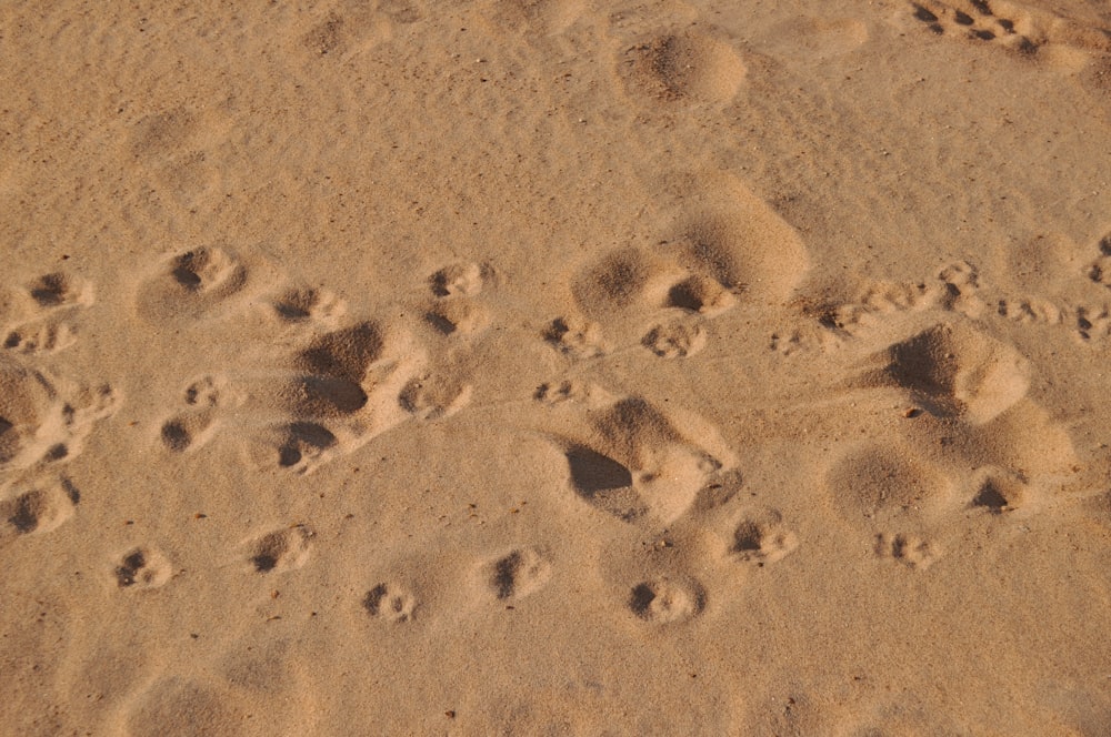 a group of animal tracks in the sand