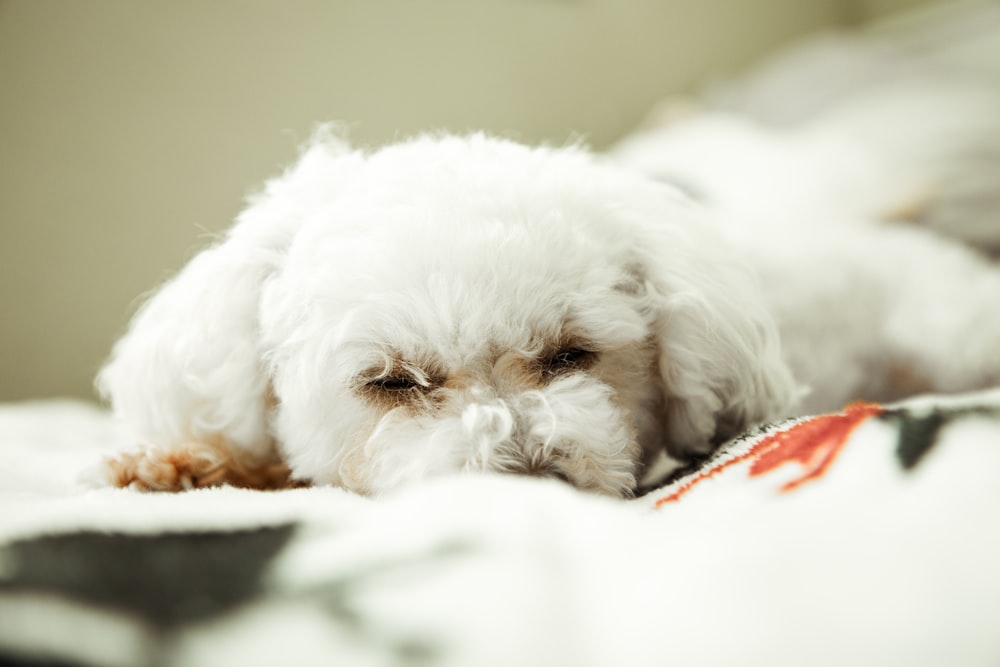 a small white dog laying on top of a bed