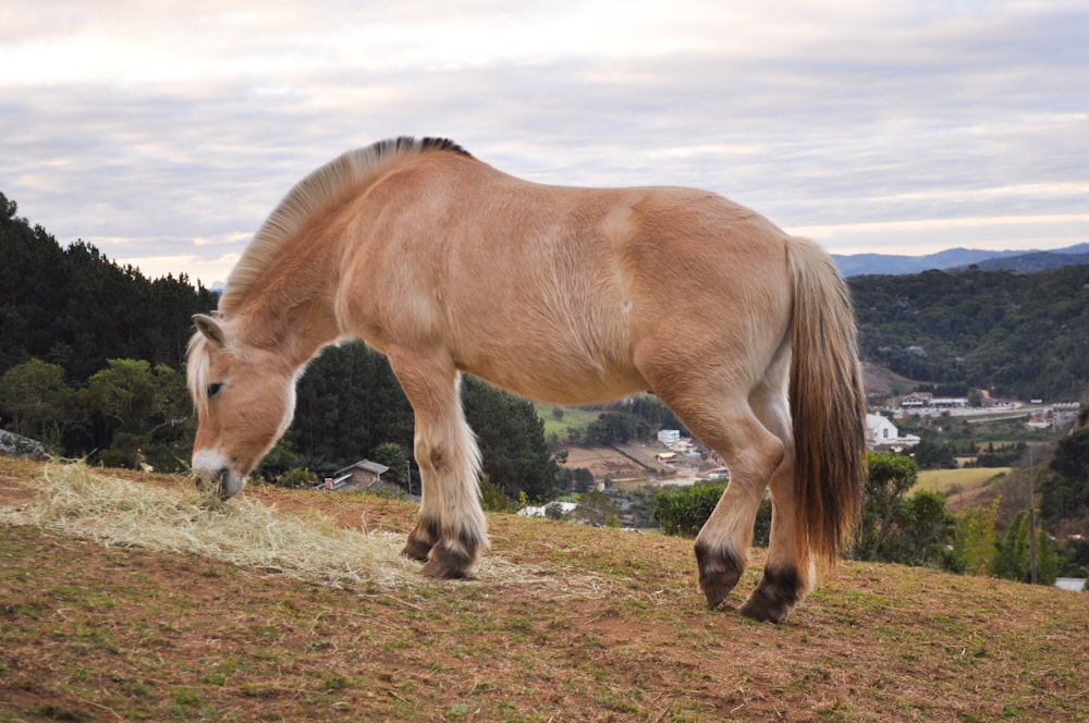 Un cavallo marrone che mangia l'erba sulla cima di una collina