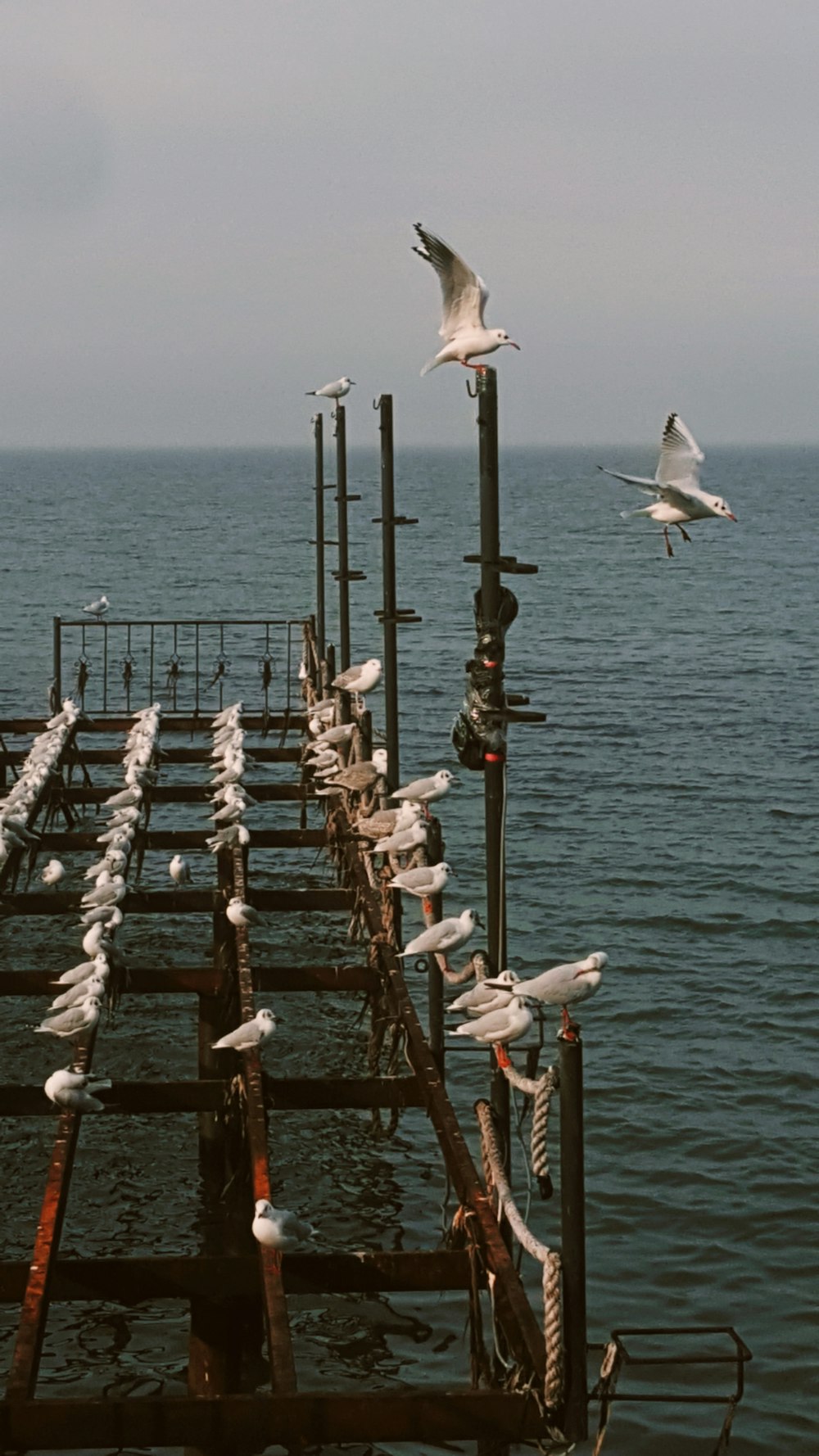 a flock of seagulls sitting on top of a pier