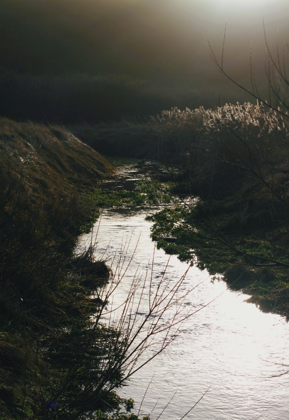 Un fiume che attraversa un rigoglioso campo verde