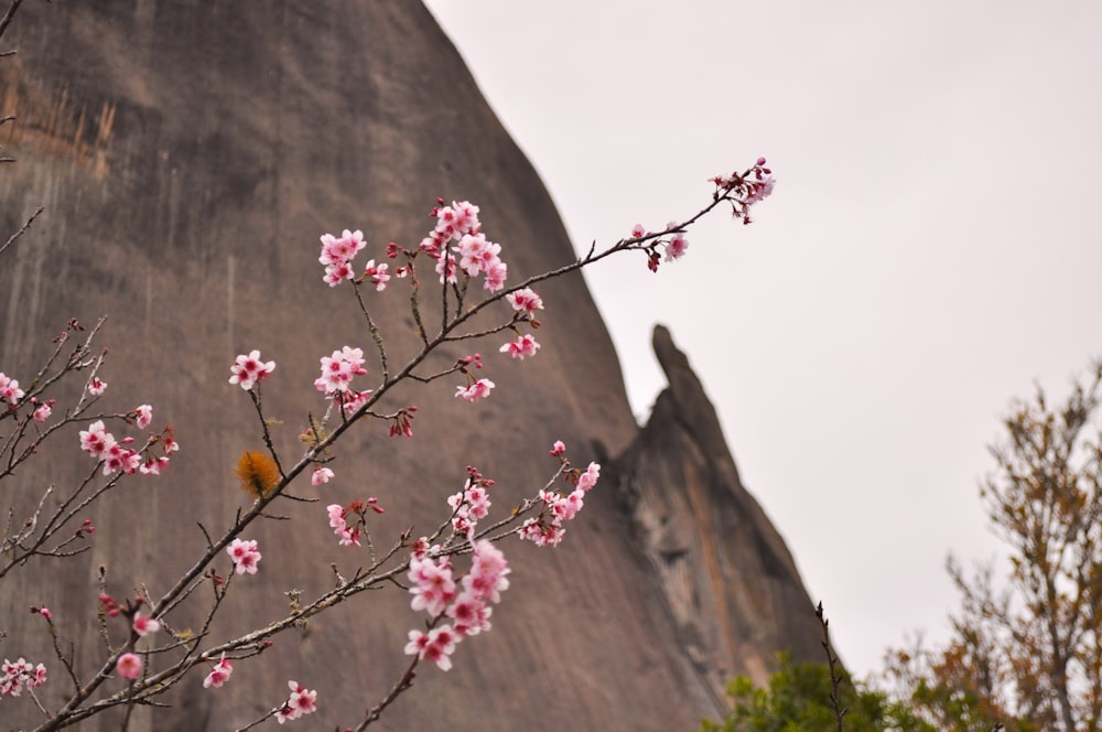 a tree with pink flowers in front of a rock formation