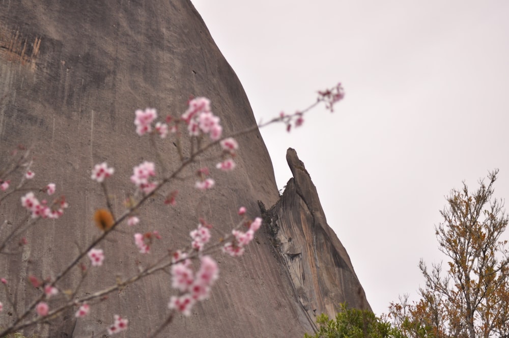 a bird perched on a rock with pink flowers in the foreground