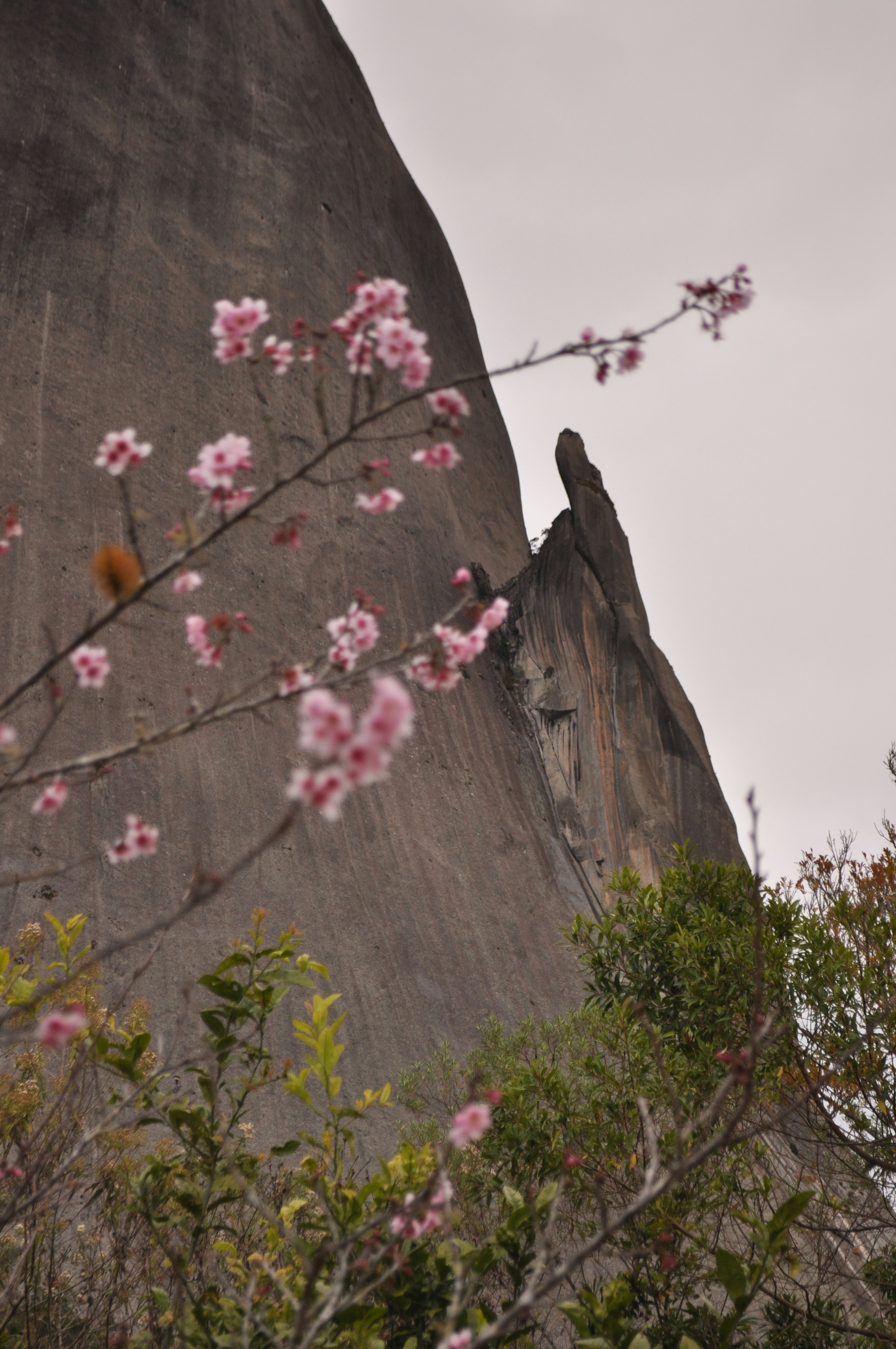 a bird is perched on the top of a rock