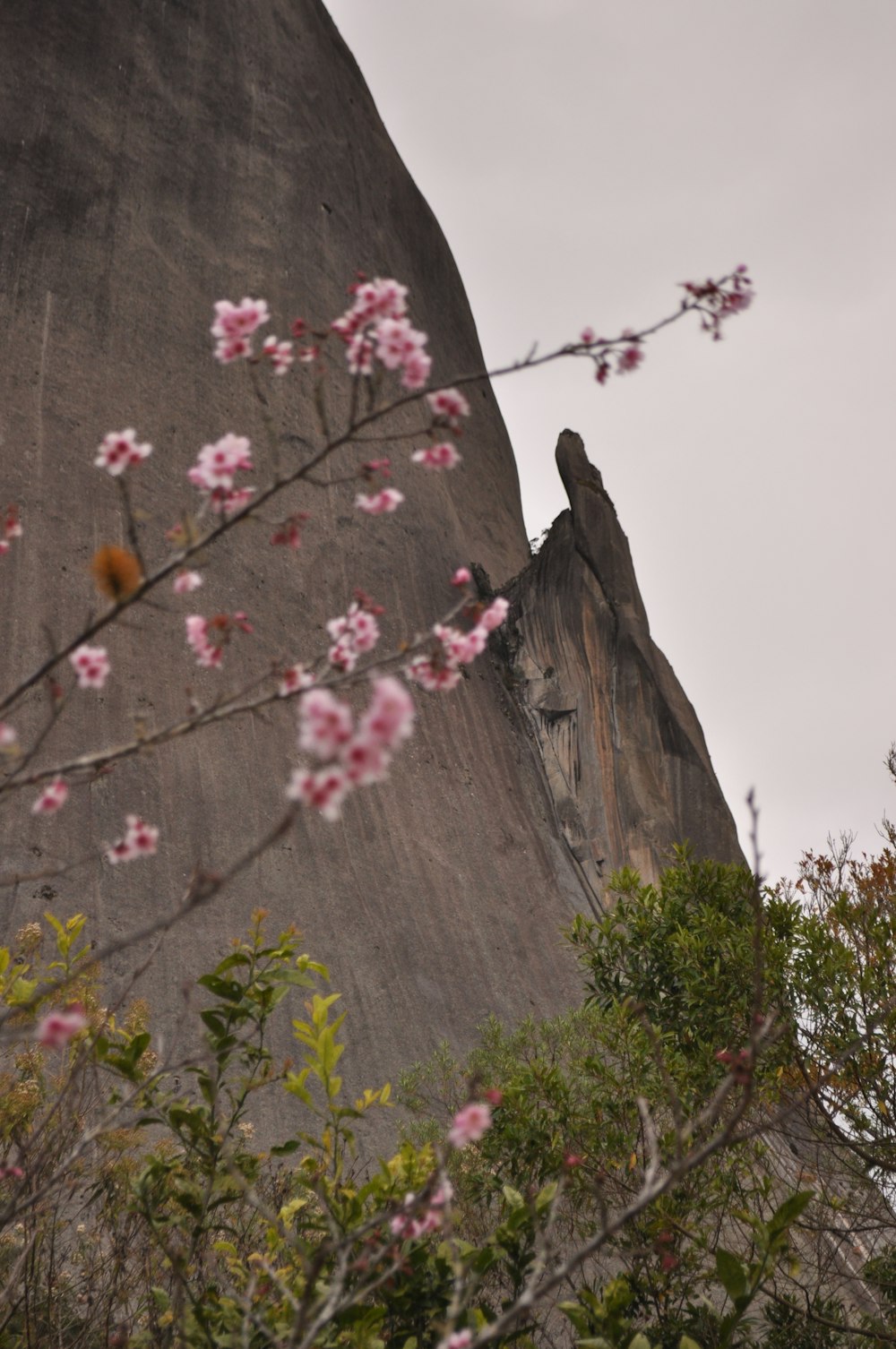 a bird is perched on the top of a rock