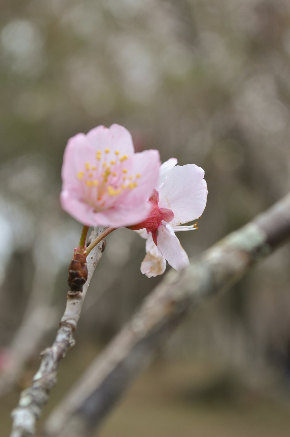 a small pink flower on a tree branch