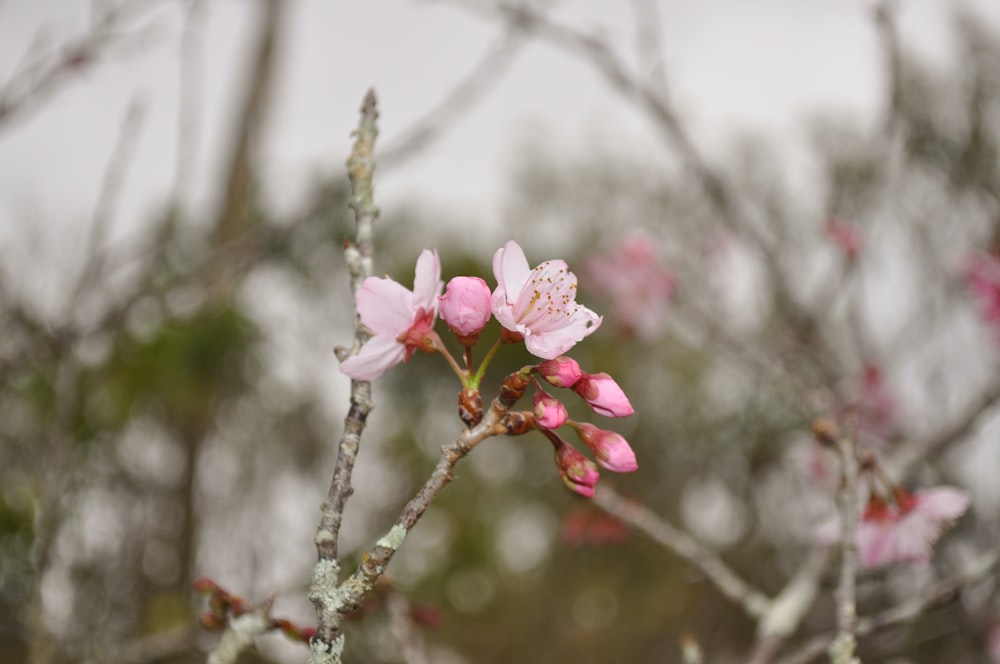 a branch of a tree with pink flowers