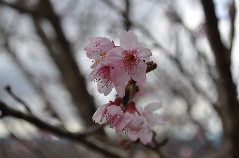 a close up of a pink flower on a tree