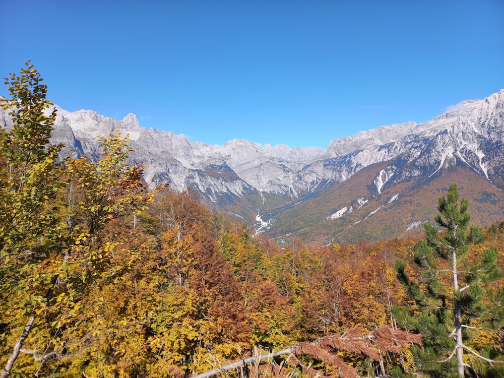 a view of a mountain range with trees in the foreground