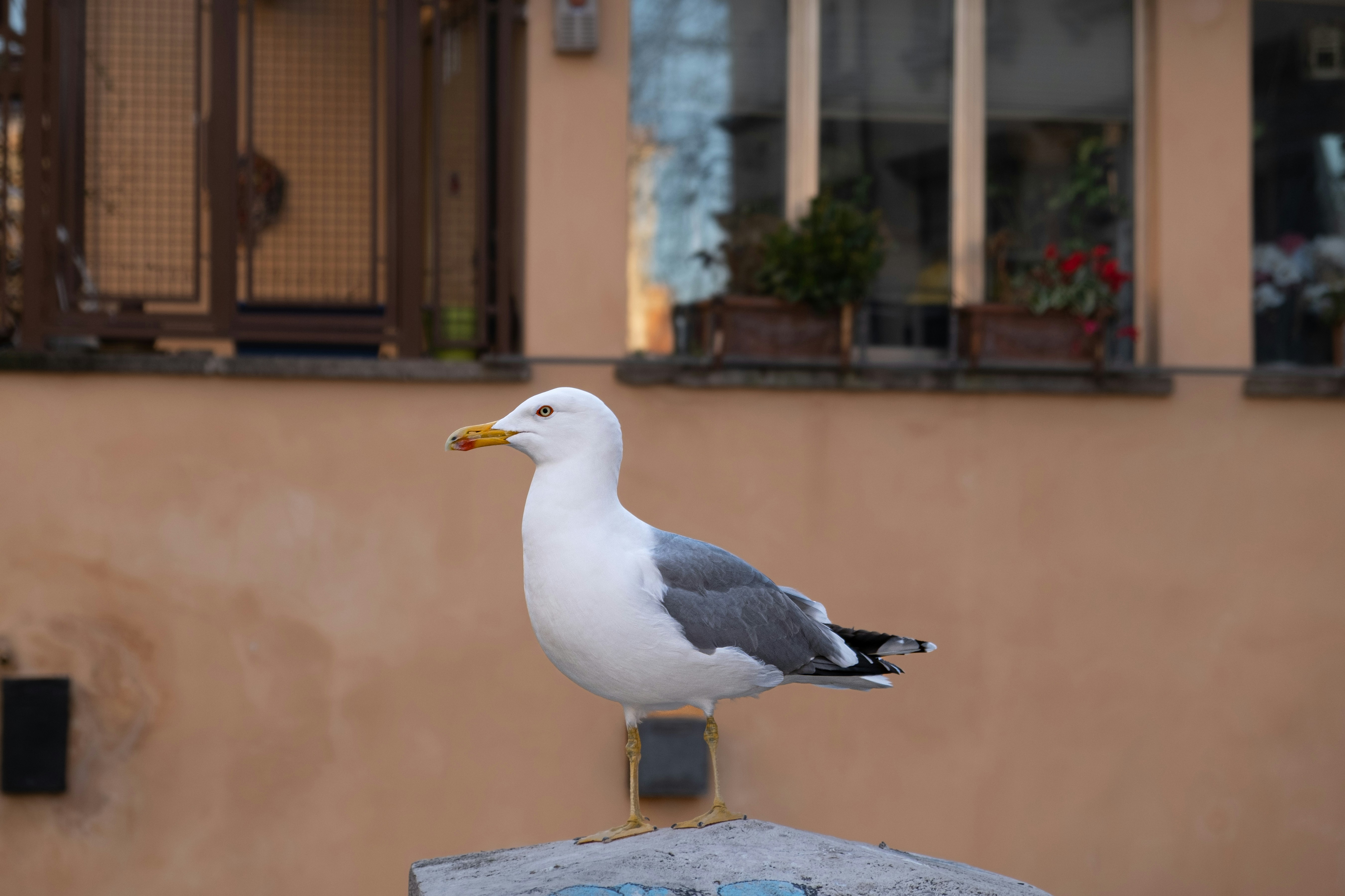 a seagull sitting on top of a cement block, Seagull in Italy