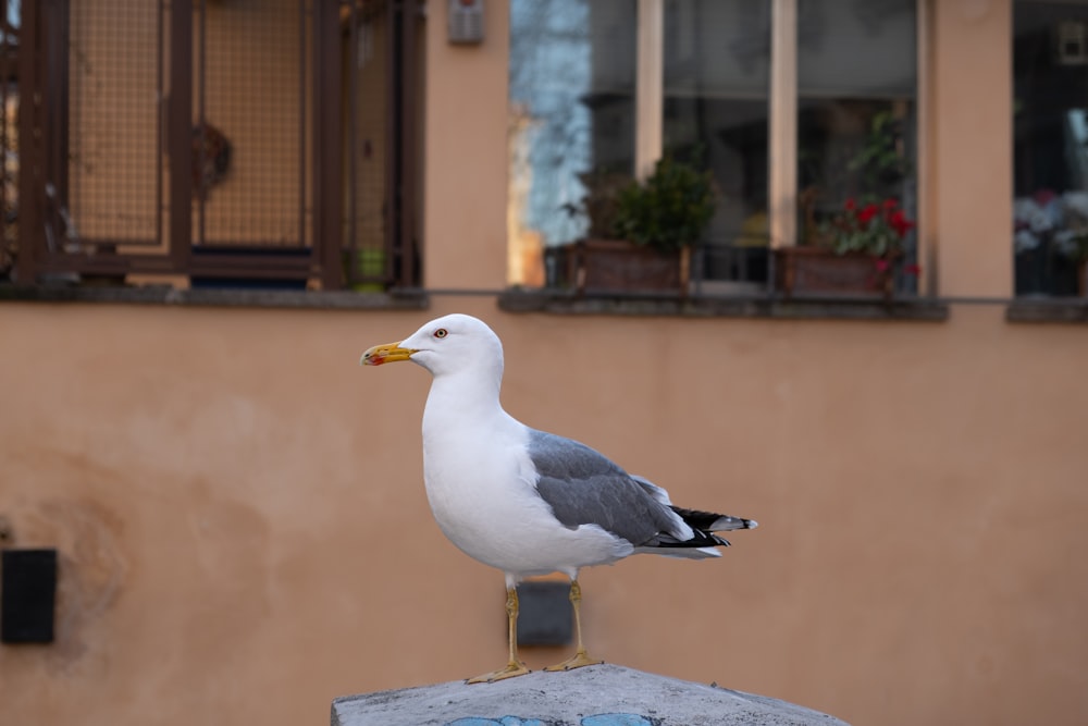 a seagull sitting on top of a cement block